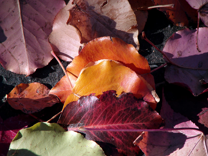 Fallen Leaves*