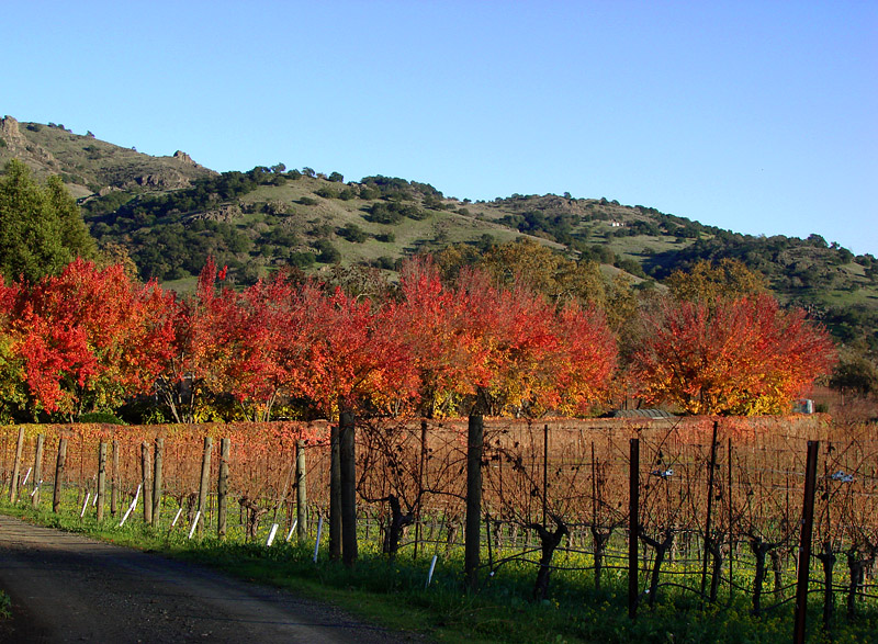 Shadowed Vines*