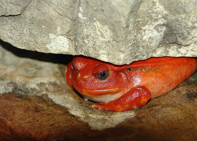 Mister Cranky Tomato Frog<br>by Sky