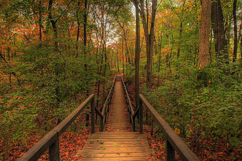 <b>4th</b><br>Into the Forest