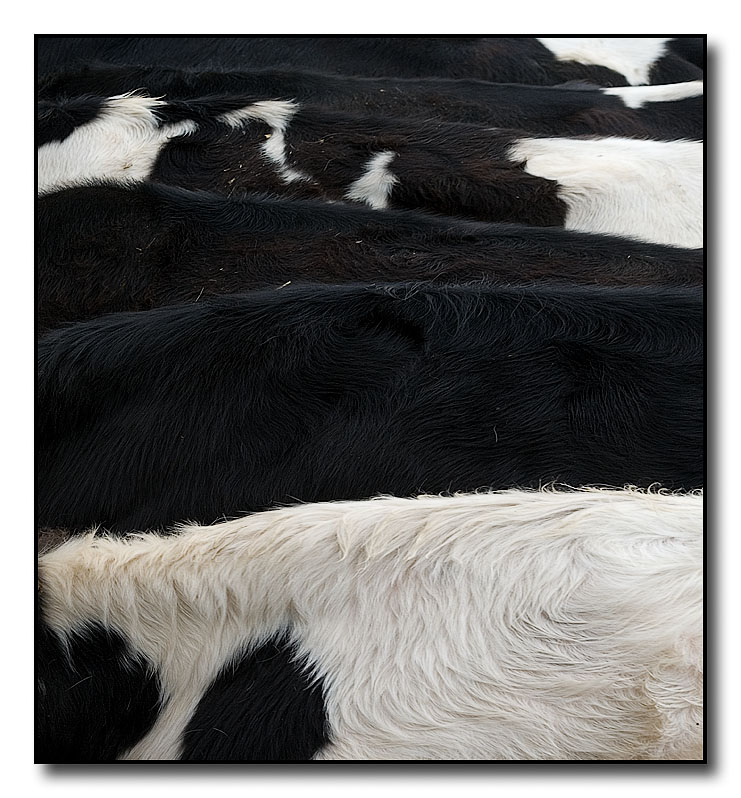 10th place (tie)<br>Cows