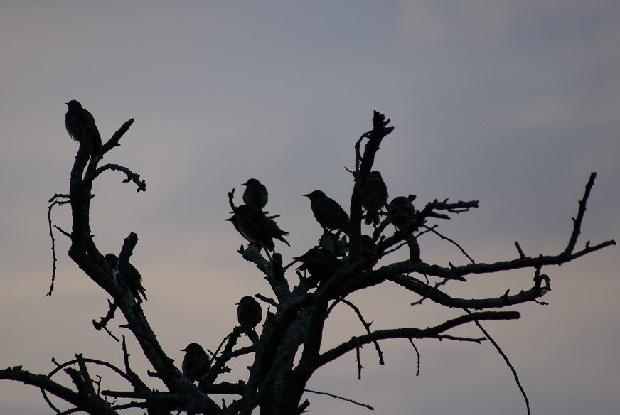 Starlings * <br>By Bughunter