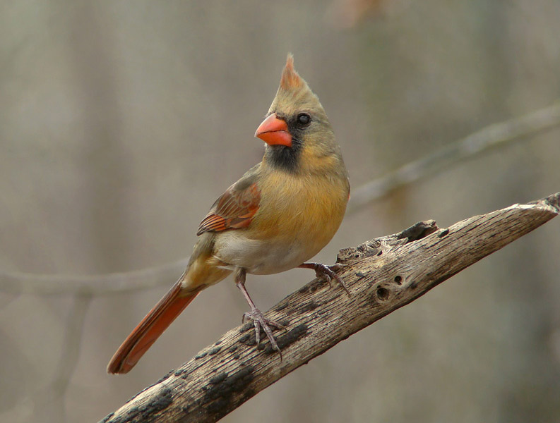 Feathered Friend <br> by Sky
