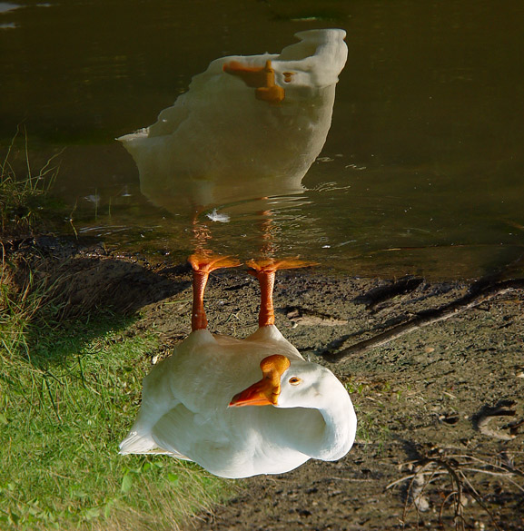 Aussie Goose<br> MxCat