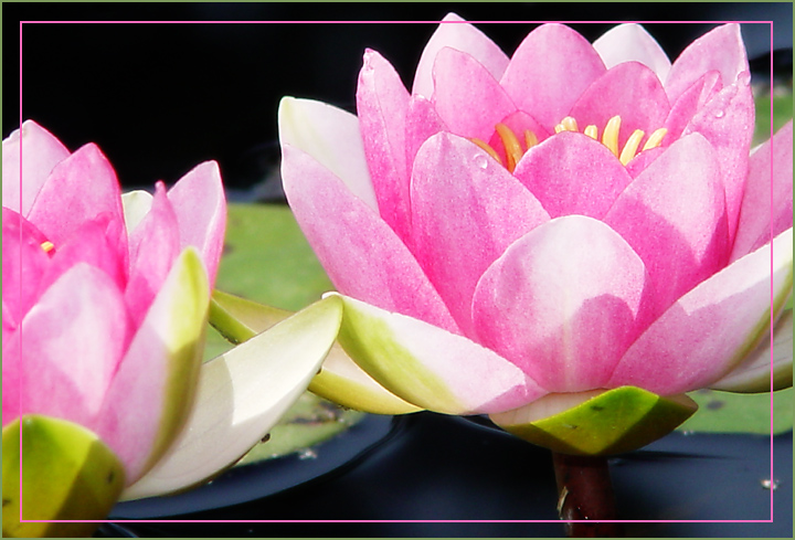 Lily Pads <br> by Cynthiana Kenison