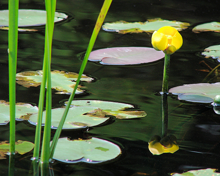 Water Lily 005