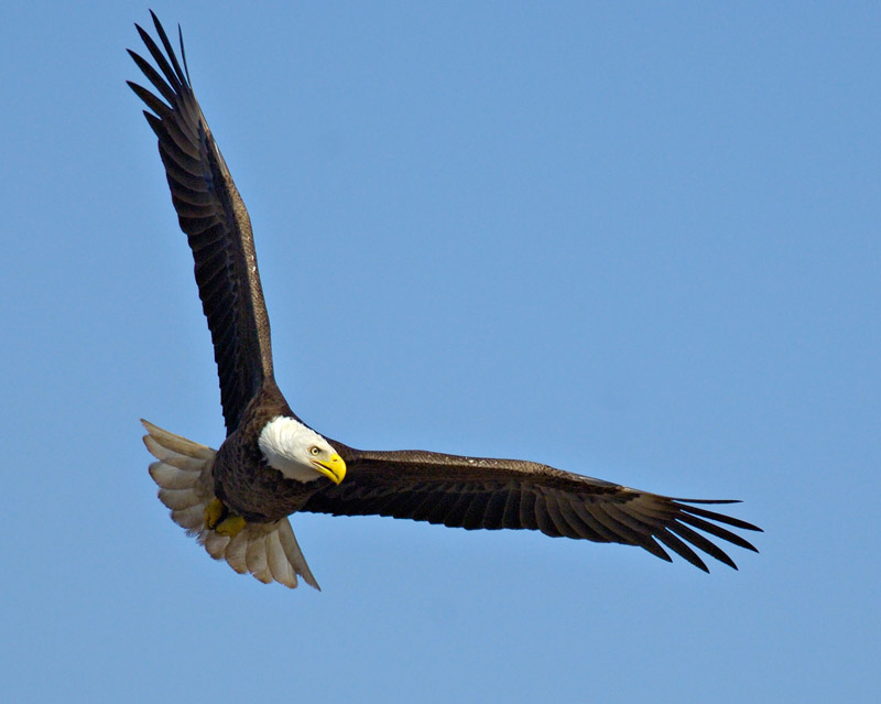 Soaring above                                                                      by Harry Behret