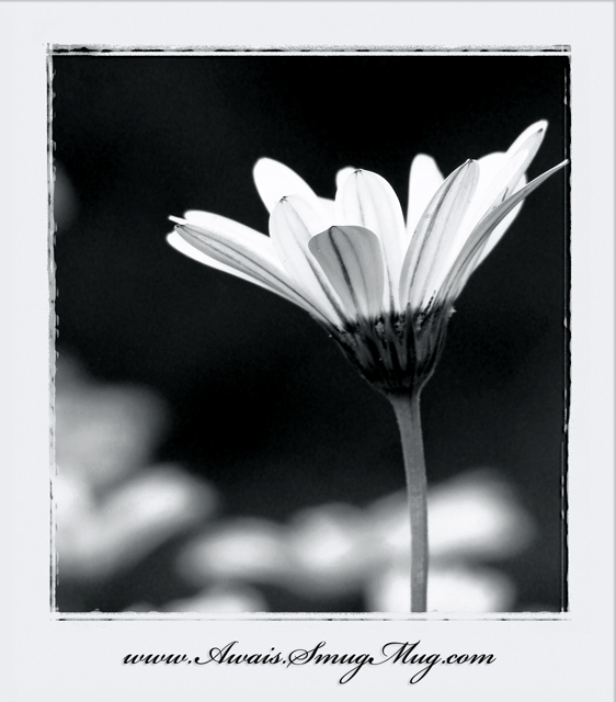 Classic by Awais Yaqub