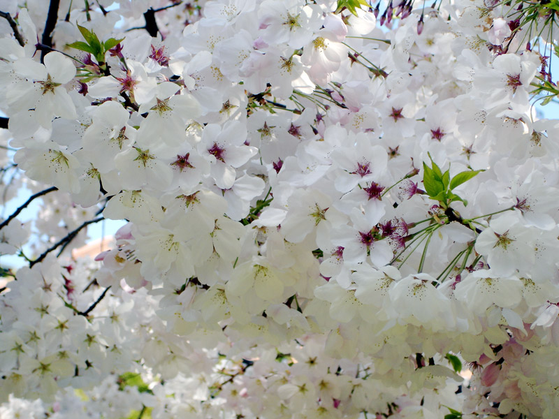 Cloud Of Blossoms<br> By Carol Gilbert