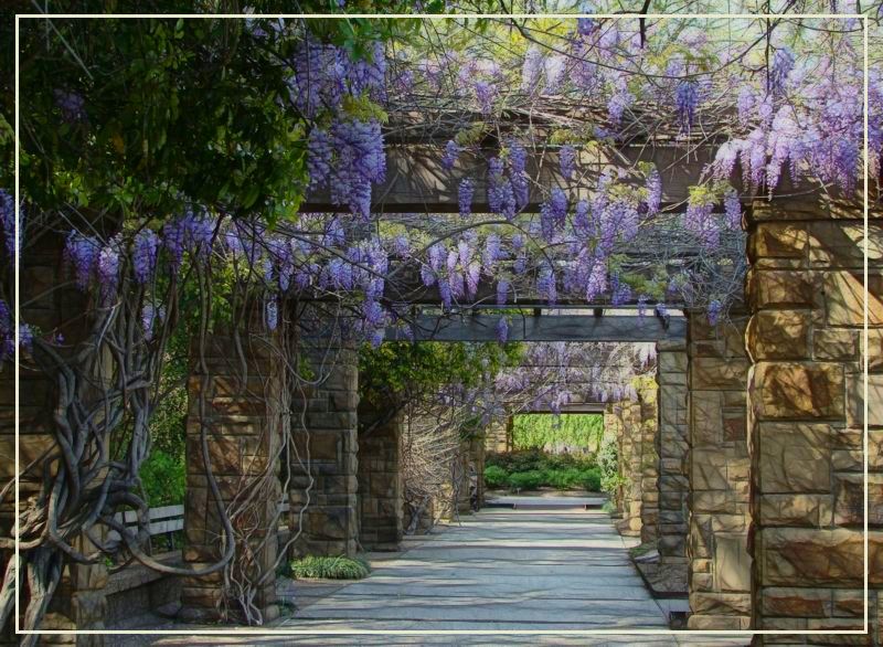 3rd Place<br>Wisteria Arbor <br> by Sky