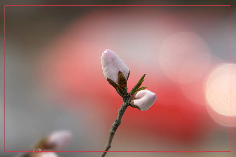 peace buds<br>by jrdu