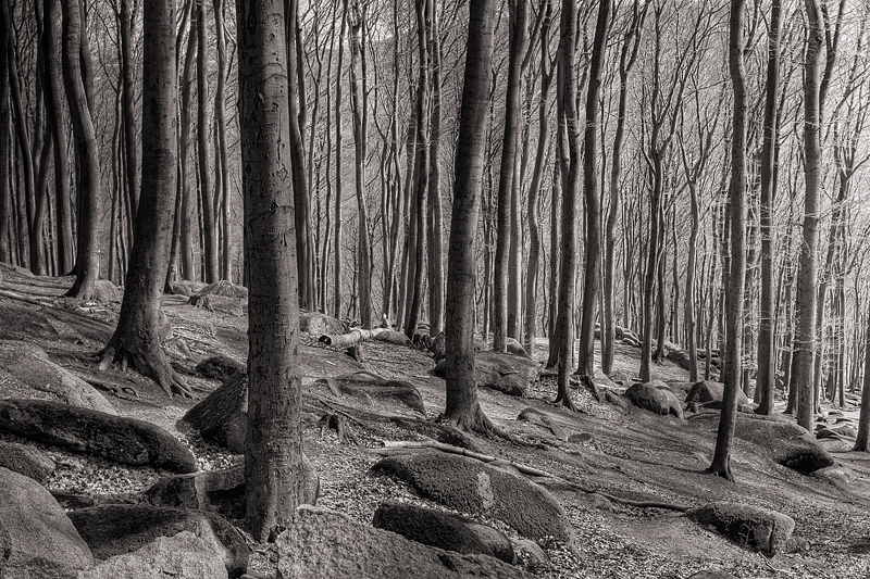 8th Place (tie)<br>In the woods IV<br>by Jean-Gaspard Deburau