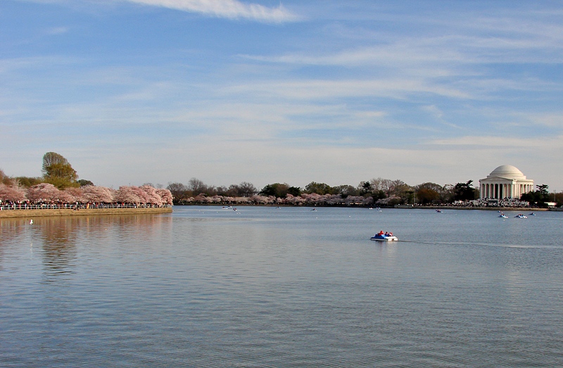 Cherry Blossoms on the Tidal Basin