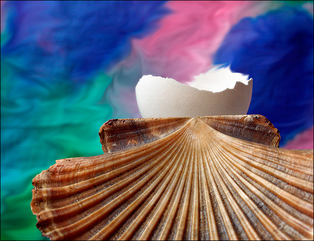 Colorful Shells <br>by mlynn