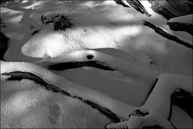 Fresh Snow<br>by mlynn