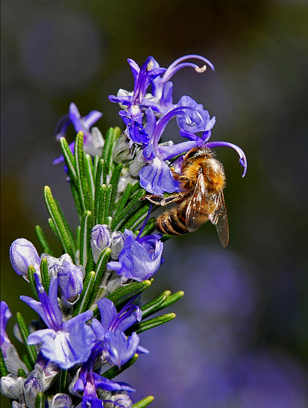 Some G and B and another Bee