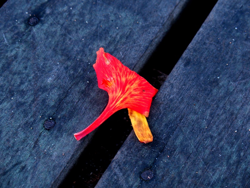 Red petal and somekind of blue bench