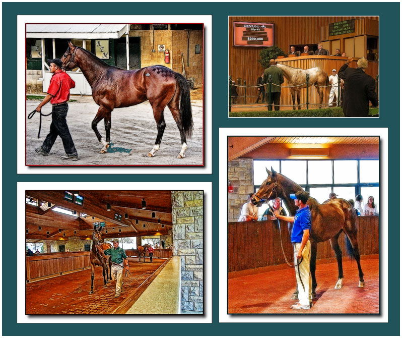 8th: Keeneland Sales<br>by Katherine Kenison (aka springishere)