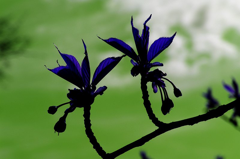 Green leaves by Geetwee aka ColorBlind