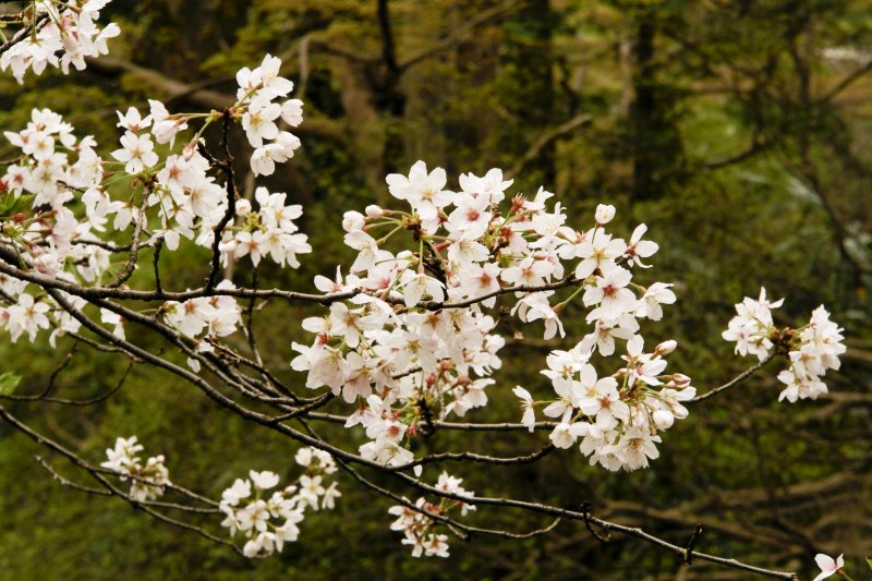 Hanami, Inokashira Koen, March 2007