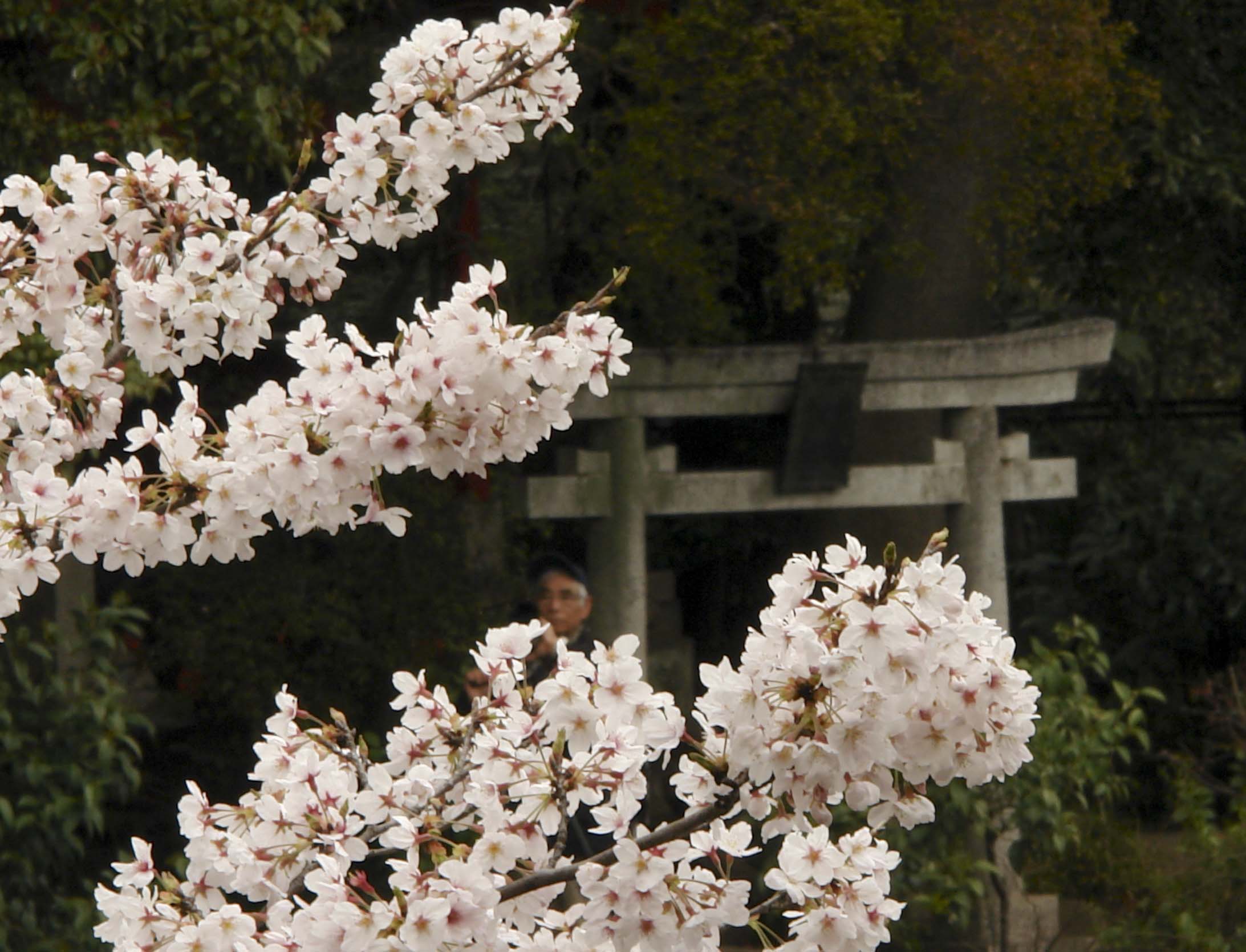 Hanami, Inokashira Koen, March 2007