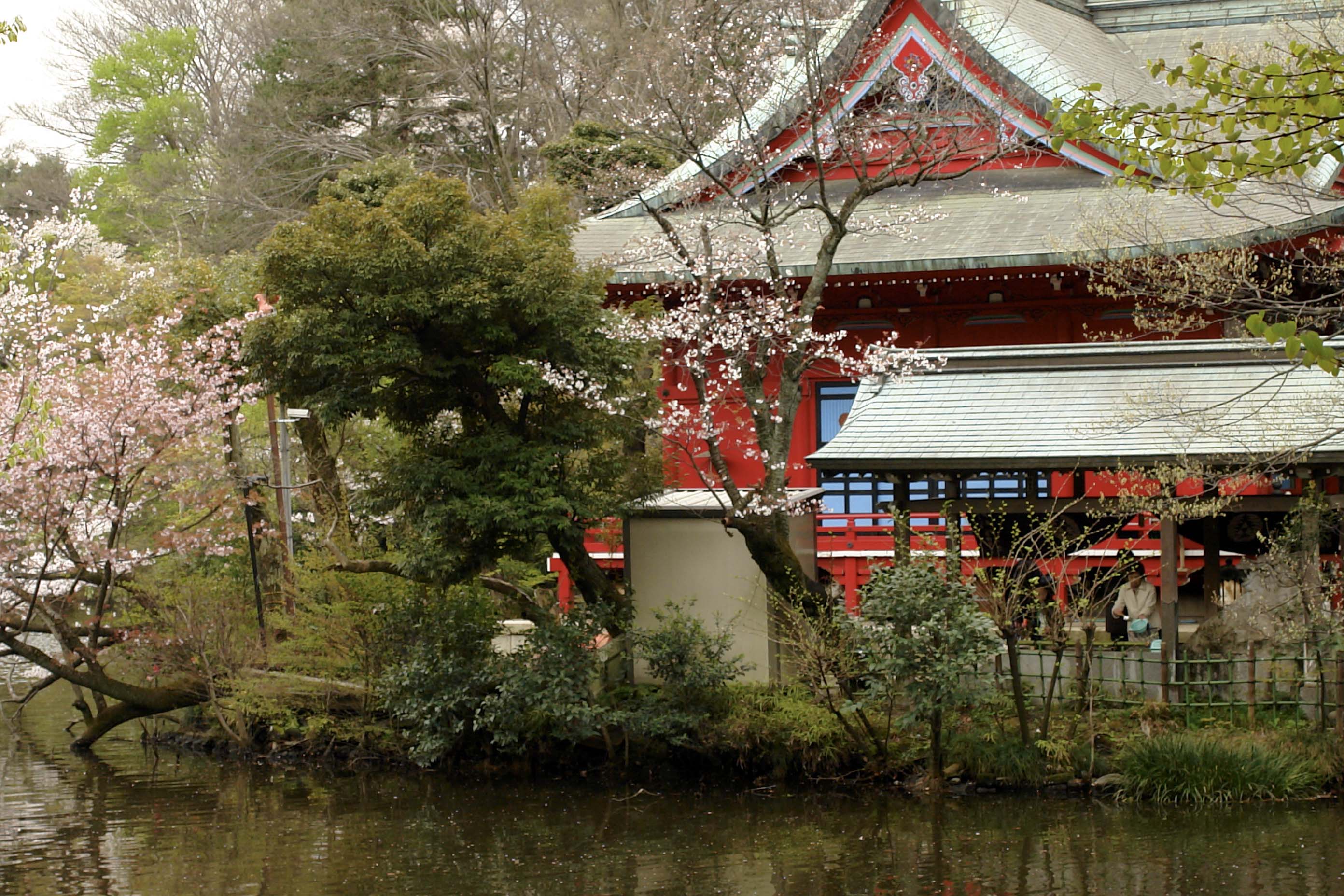 Hanami, Inokashira Koen, March 2007