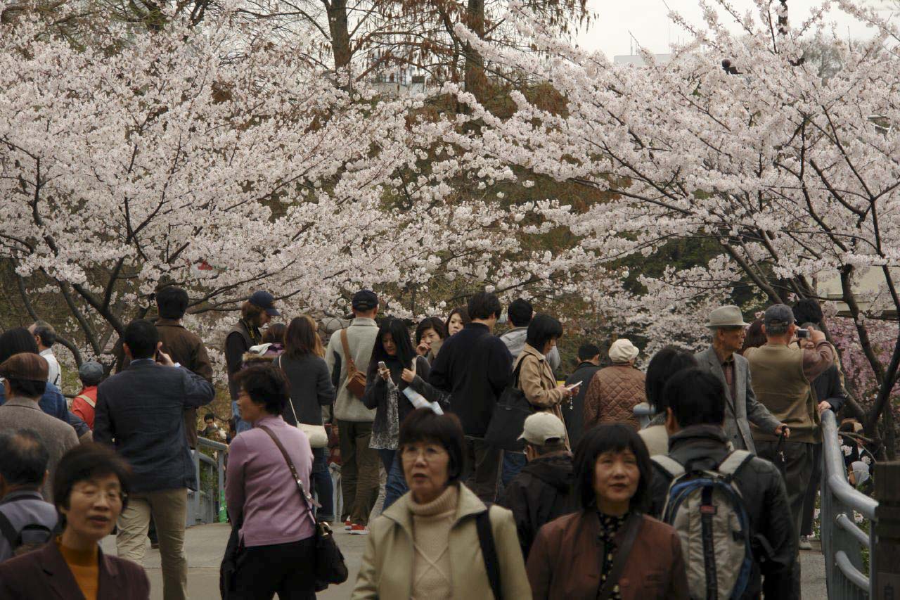 Hanami, Inokashira Koen, March 2007