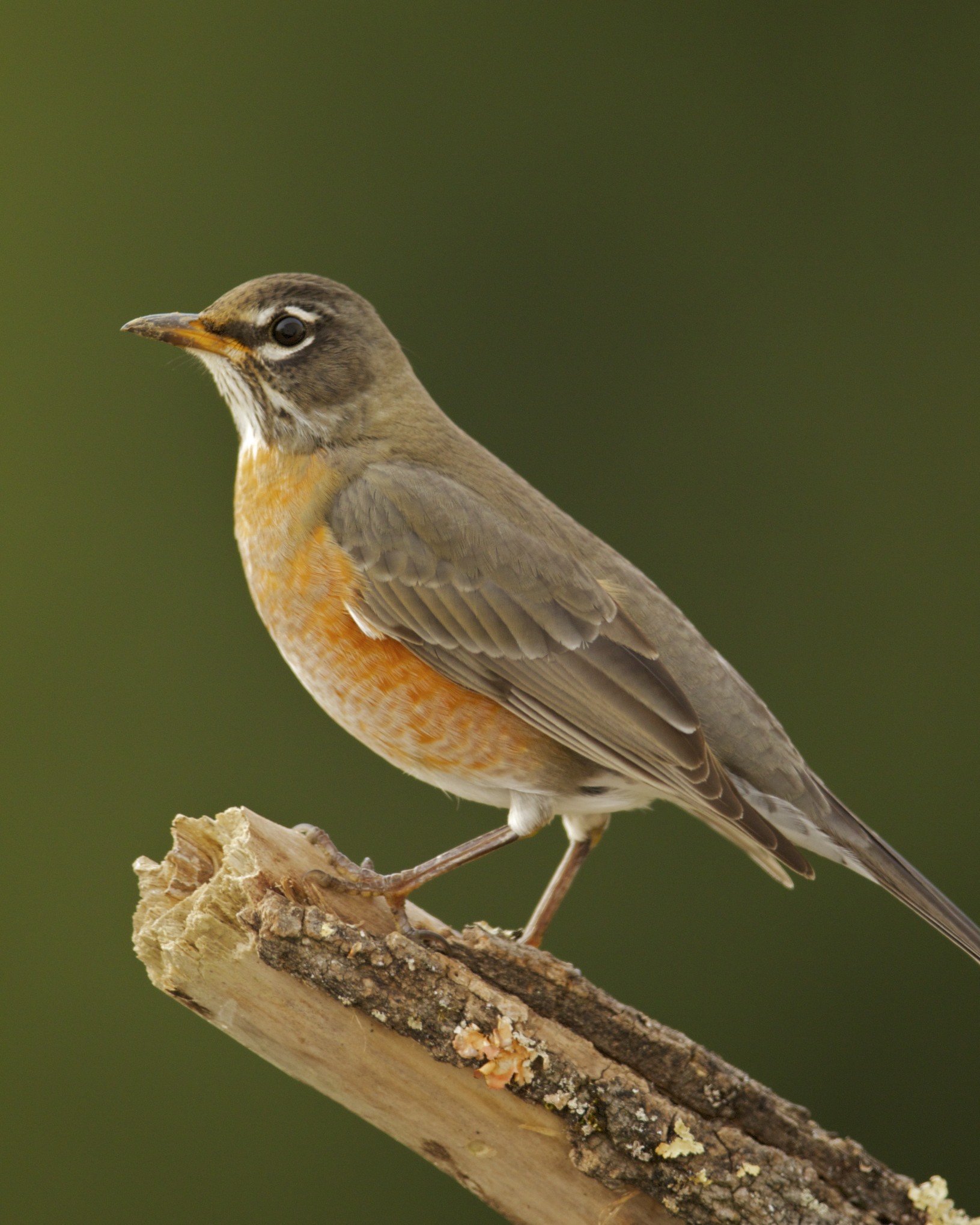American Robin, Kenton County, KY, 12/19/12