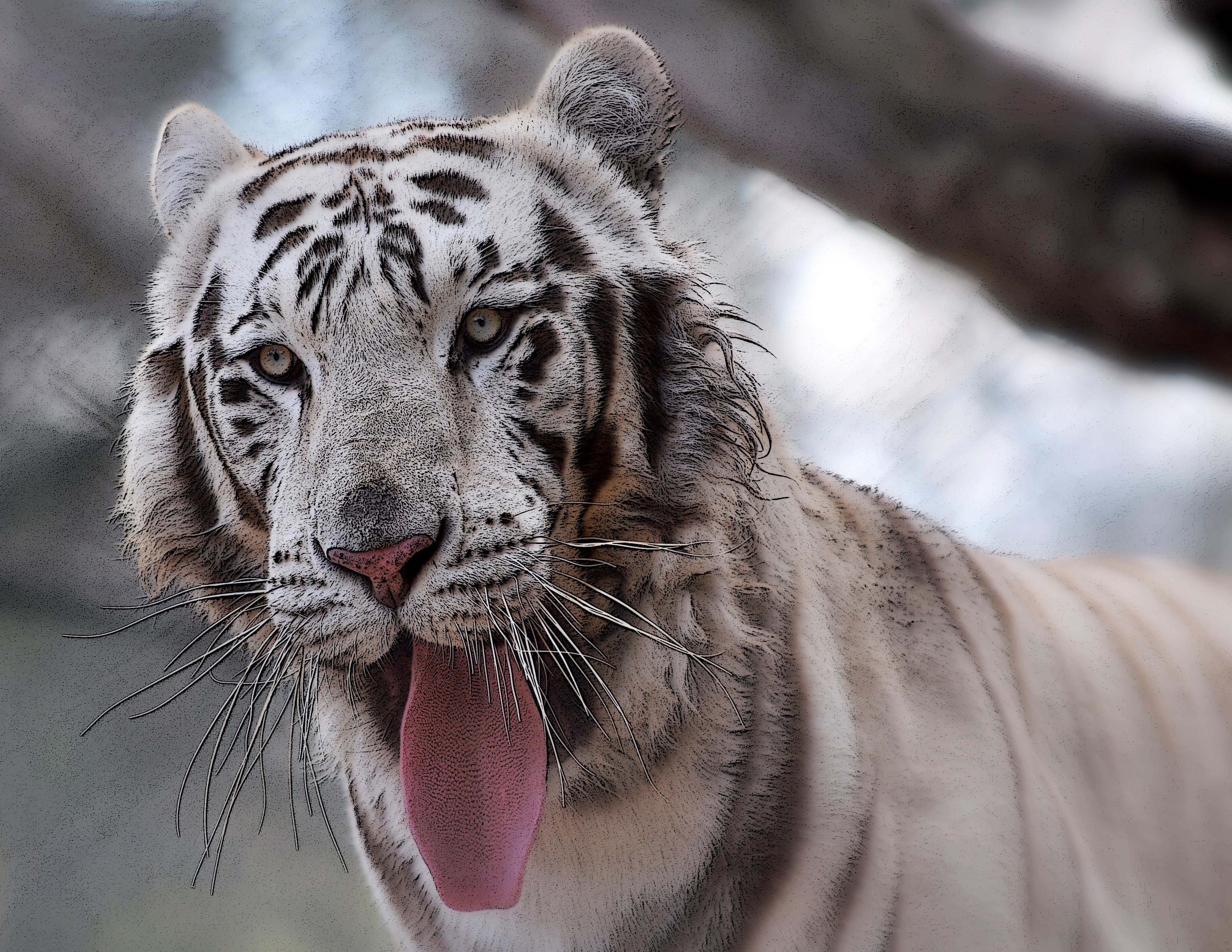 TIGRE BLANCO