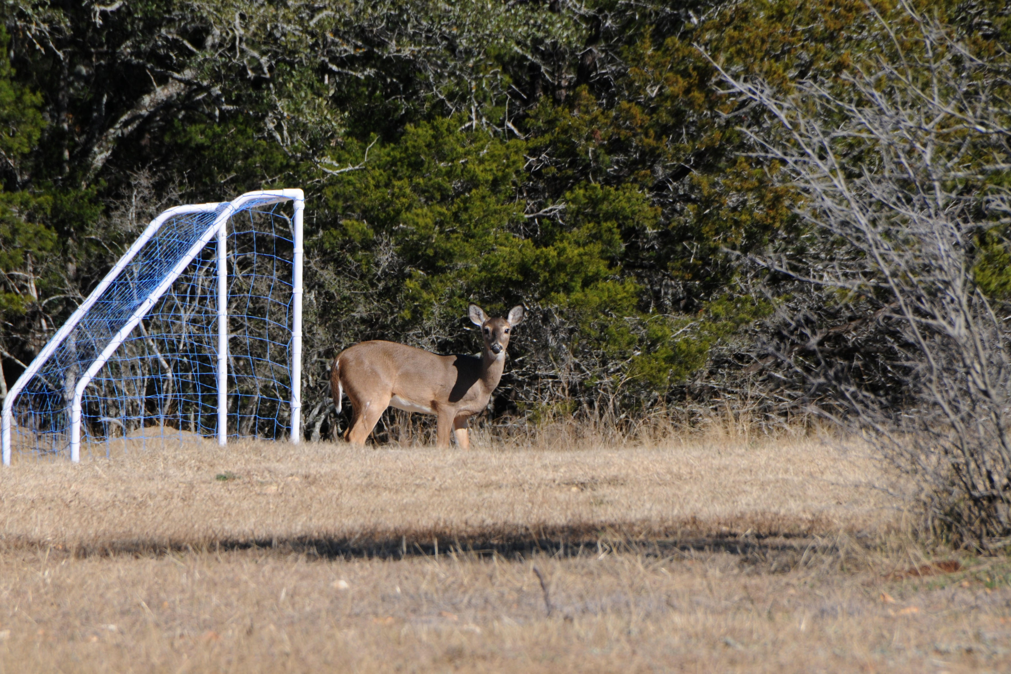 GOALKEEPER