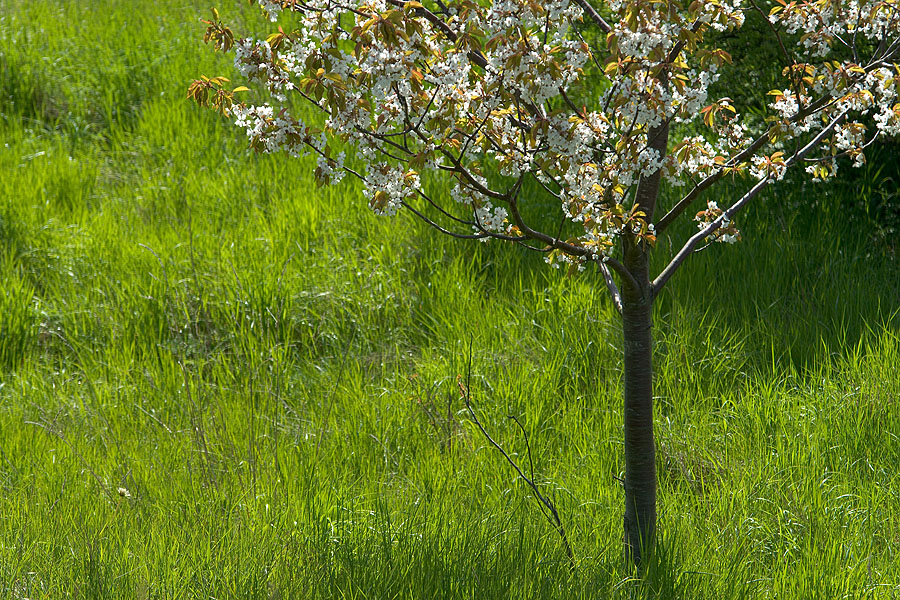 bloom