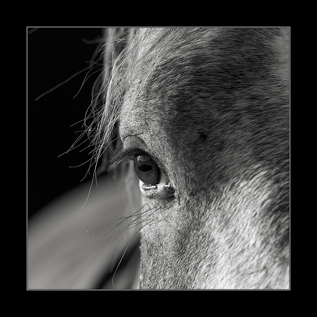 eyelashes