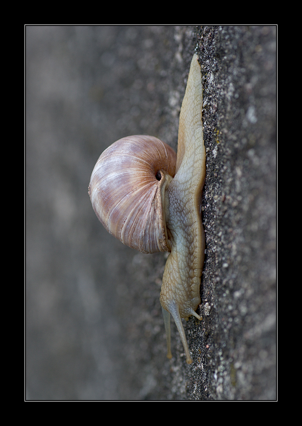 climbing