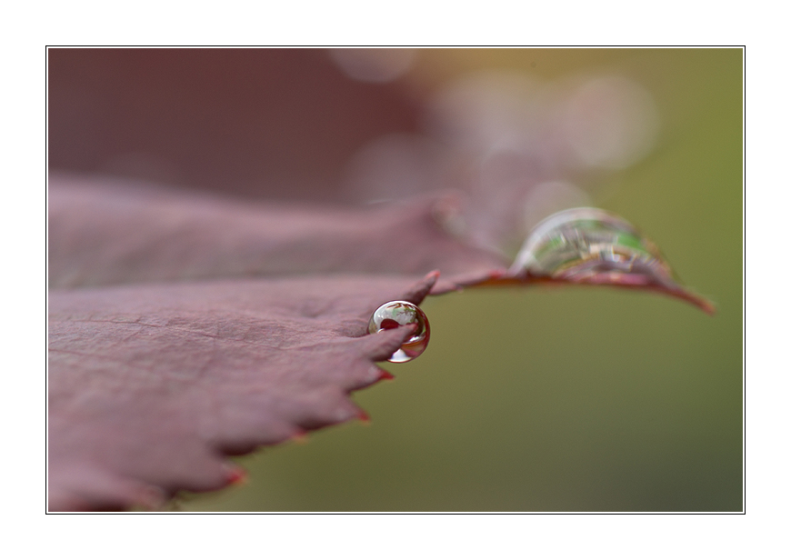 drop