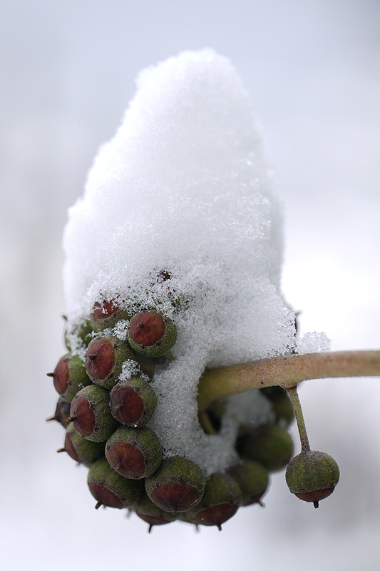 heavily laden