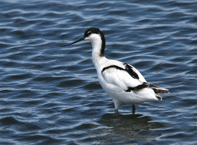 Avocet