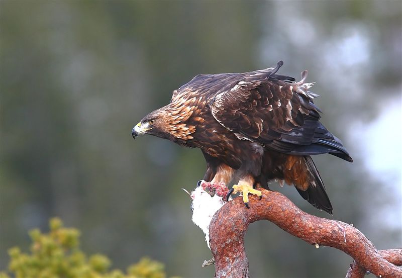 Golden Eagle  Norway