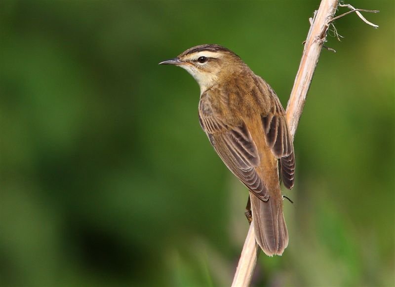 Sedge Warbler