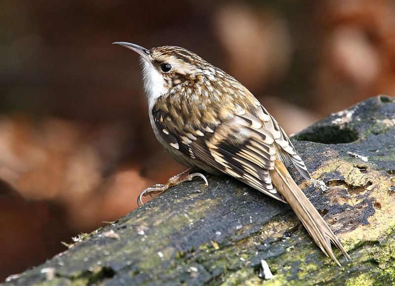 Treecreeper