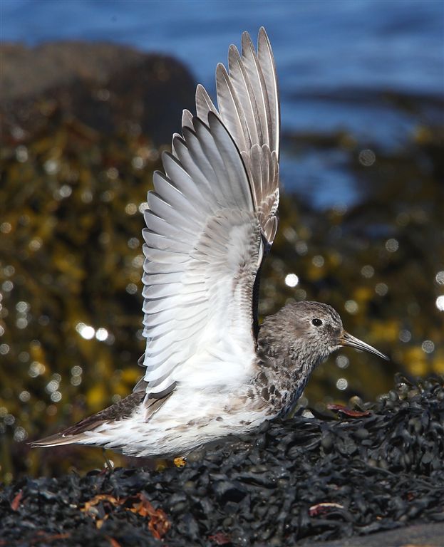 Purple Sandpiper