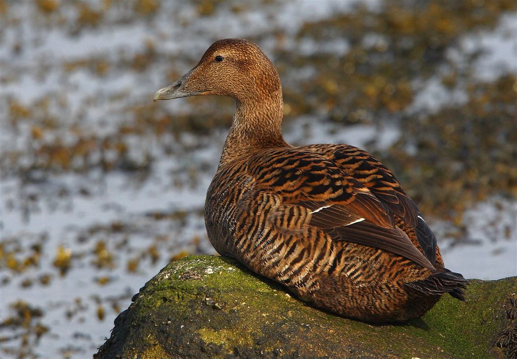 Eider