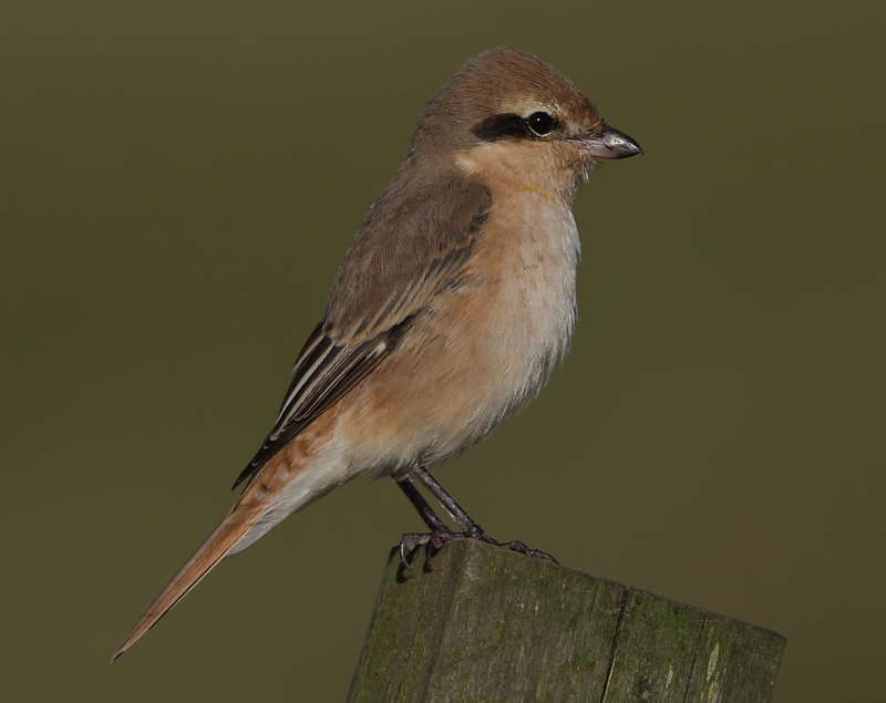 Isabeline Shrike  Shetland