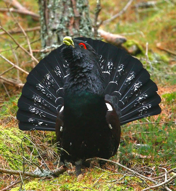 Capercaillie Male