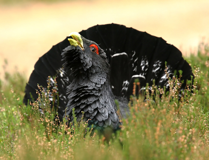 Capercaillie Male