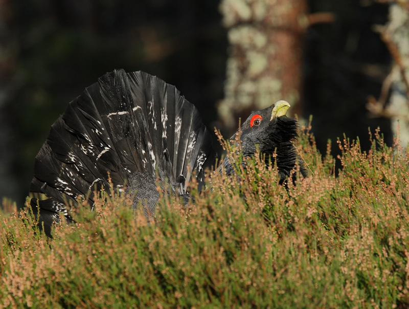 Capercaillie Male