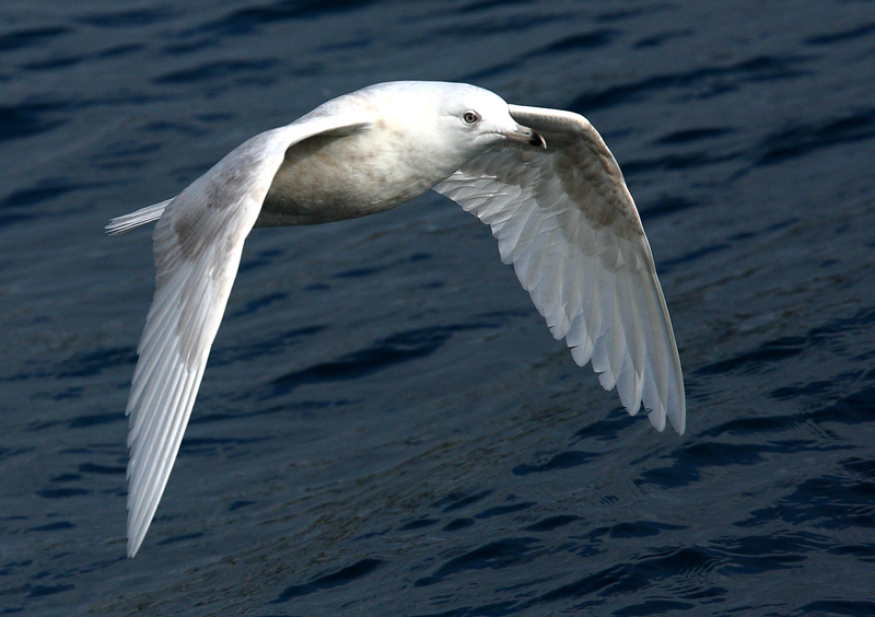 Iceland Gull