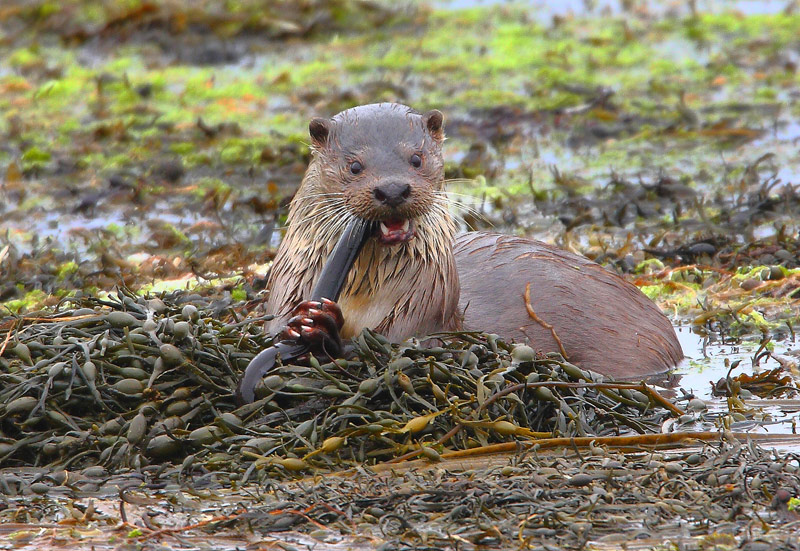 Otter