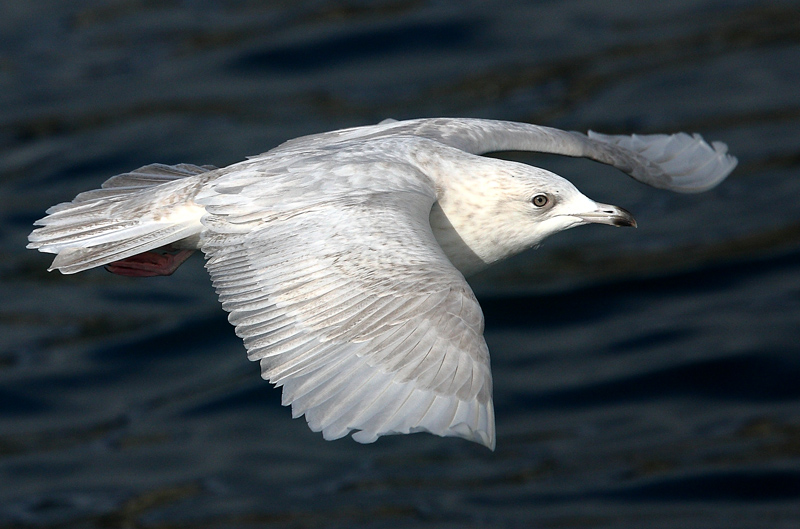 Iceland Gull  Shetland