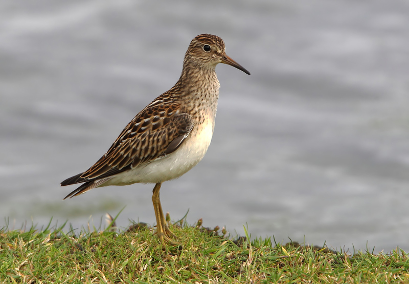 Pectoral Sandpiper