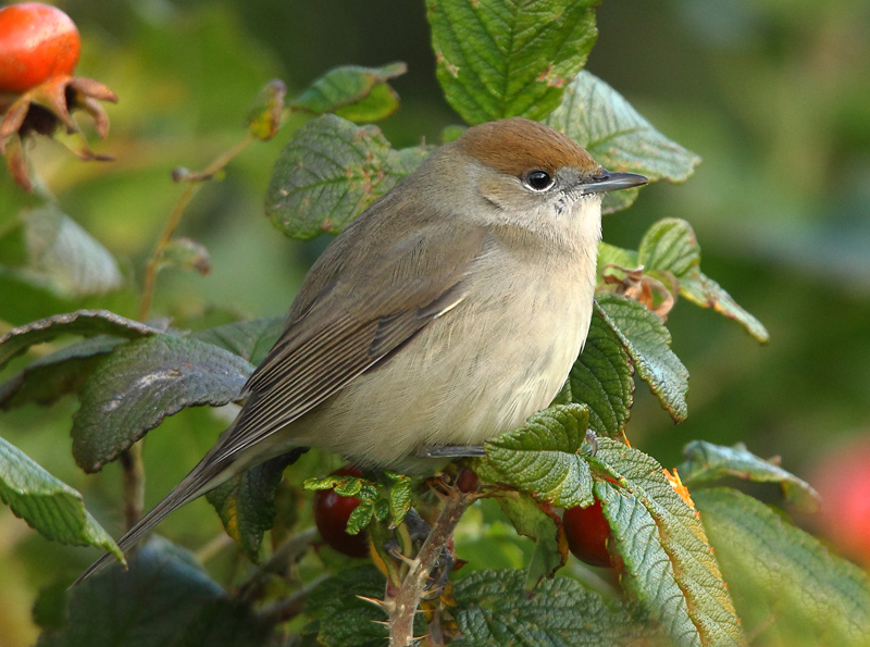 Blackcap